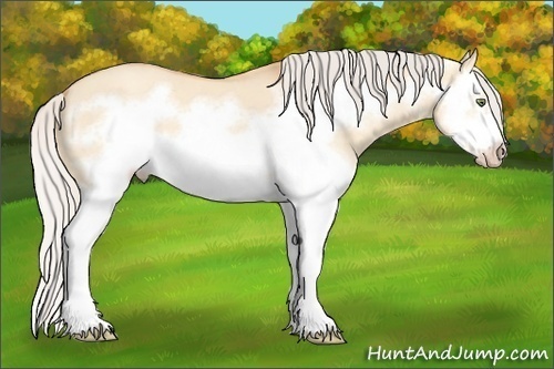 Horse Color: Silver Amber Champagne Dun Splash Frame 