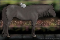 Horse Color:Smoky Blue Roan 