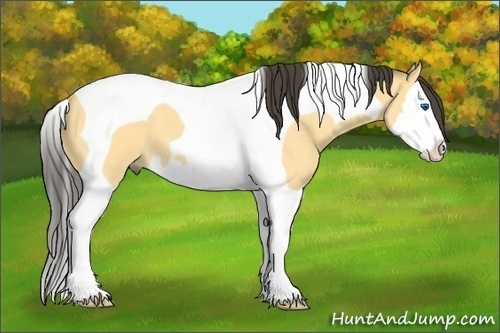 Horse Color:Buckskin Dun Splash Tobiano 