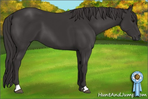 Horse Color:Smoky Black 