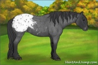 Horse Color:Blue Roan Blanket 