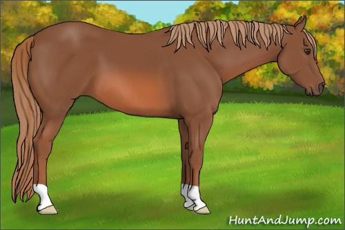 Horse Color: Unknown 