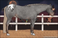 Horse Color:Liver Chestnut Appaloosa 