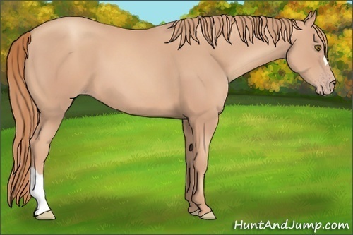 Horse Color:Gold Champagne 