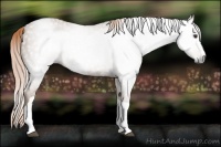 Horse Color:Gray Chestnut Splash Tobiano 