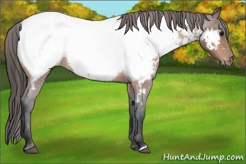 Horse Color:Bay Roan Appaloosa 