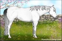 Horse Color:Gray White Spotted Bay 
