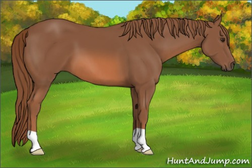 Horse Color: Liver Chestnut 