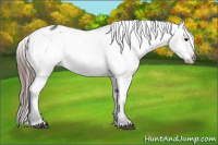 Horse Color:Grullo Appaloosa