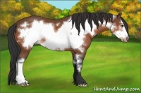 Horse Color:Bay Frame 