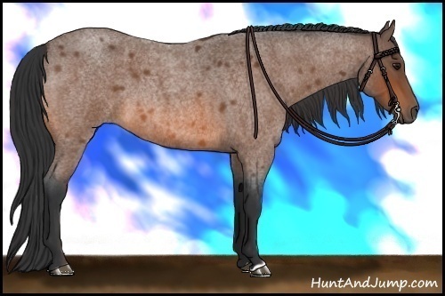 Horse Color: Bay Roan 