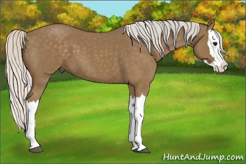 Horse Color:Silver Smoky Blue Roan Splash 