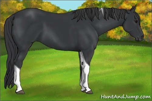 Horse Color:Black Tobiano 