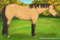 Horse Color:Buckskin 