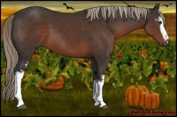 Horse Color:White Spotted Liver Chestnut 