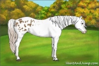 Horse Color:Chocolate Palomino Appaloosa 