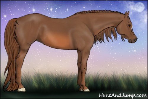 Horse Color: Liver Chestnut 