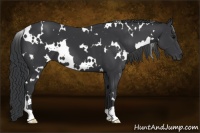 Horse Color:White Spotted Black 