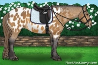 Horse Color:Buckskin Blanket 