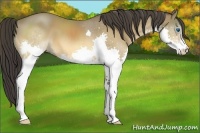Horse Color:Buckskin Splash 