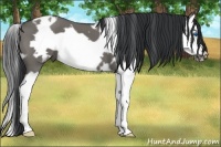 Horse Color:White Spotted Grullo Roan Splash Frame 