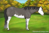 Horse Color:Grullo Splash 