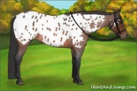 Horse Color:Bay Roan Near Leopard 