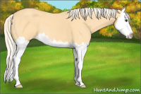 Horse Color:Palomino Splash 