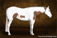 Horse Color:Chestnut Splash Tobiano 