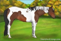 Horse Color:Bay Tobiano 