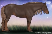 Horse Color:Liver Chestnut 