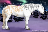 Horse Color:Buckskin Roan Blanket 
