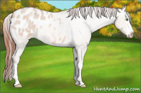 Horse Color:Amber Champagne Roan Dun Splash Appaloosa Rabicano 