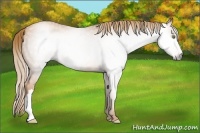 Horse Color:Gray Gold Champagne Roan 