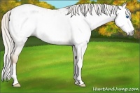 Horse Color:Gray Silver Classic Cream Champagne Roan Dun Splash Frame Appaloosa