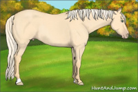 Horse Color:Gold Cream Champagne Roan Dun Rabicano 