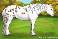 Horse Color:Chestnut Appaloosa 