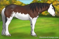 Horse Color:Bay Sabino Splash 