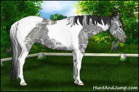 Horse Color:Black Ice Tobiano 