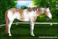 Horse Color:White Spotted Chestnut 
