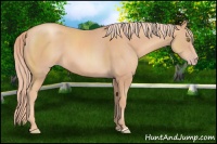 Horse Color:Gold Champagne 