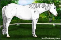 Horse Color:Black Sabino Splash 