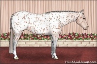 Horse Color:Bay Roan Appaloosa 