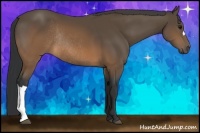 Horse Color:Brown Rabicano 