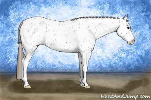 Horse Color: Brown Roan Dun Sabino Near Leopard 