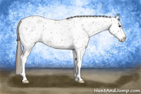 Horse Color:Brown Roan Dun Sabino Appaloosa 