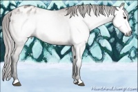 Horse Color:Gray Bay Appaloosa 