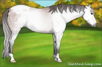 Horse Color:Gray Bay Snowcap 