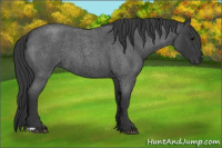 Horse Color:Blue Roan 