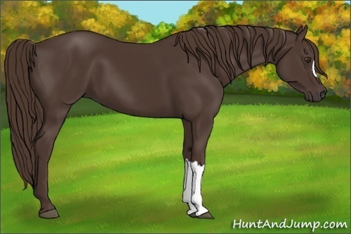 Horse Color: Liver Chestnut 